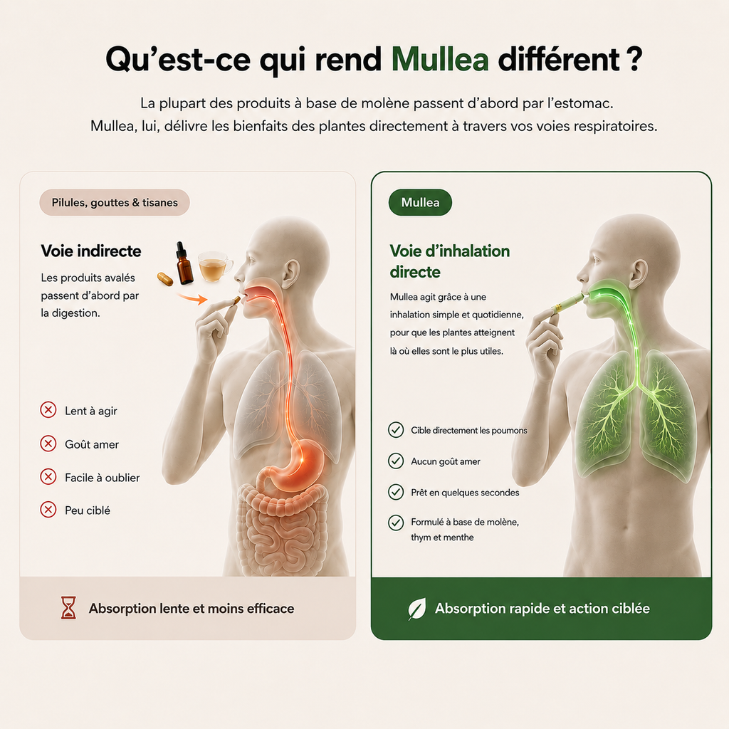 Purificateur à la molène Mullea