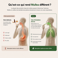 Purificateur à la molène Mullea