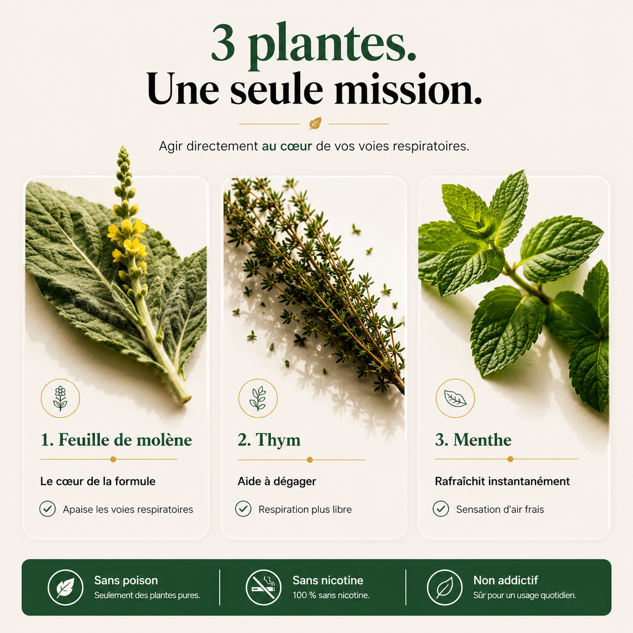 Purificateur à la molène Mullea